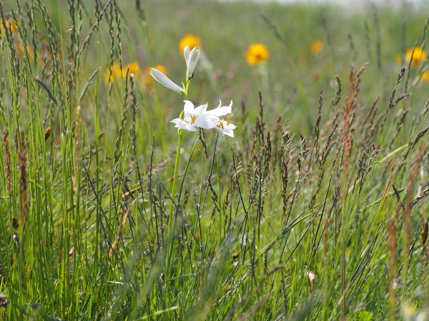 St.Bruno's Lily plant